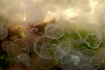 bulgaria 2009 - jellyfishes 3.jpg