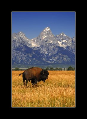 Grand Tetons, WY