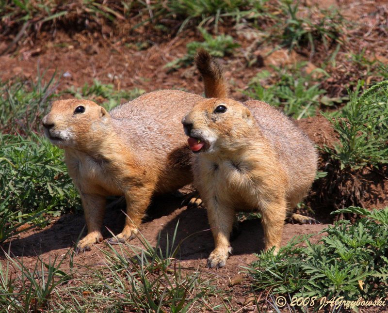 Black-tailed Prairie Dog (Cynomys ludovicianus)