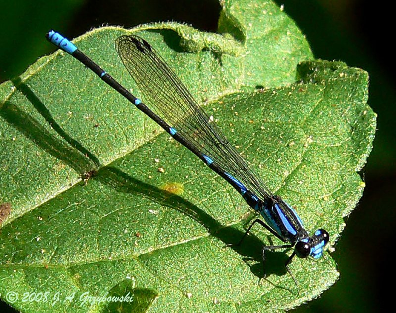 Bluepoint Dancer (Argia oculata)?