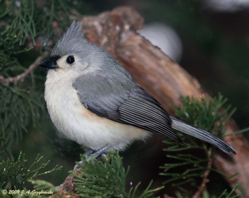 Tufted Titmouse