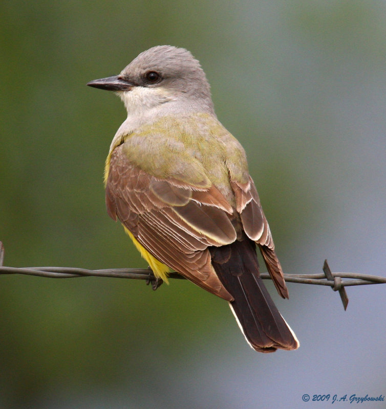 Western Kingbird