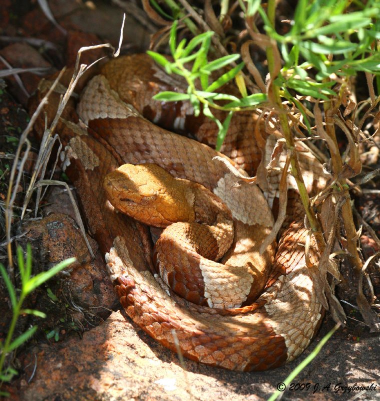 Broad-banded Copperhead (Agkistrodon laticinctus)