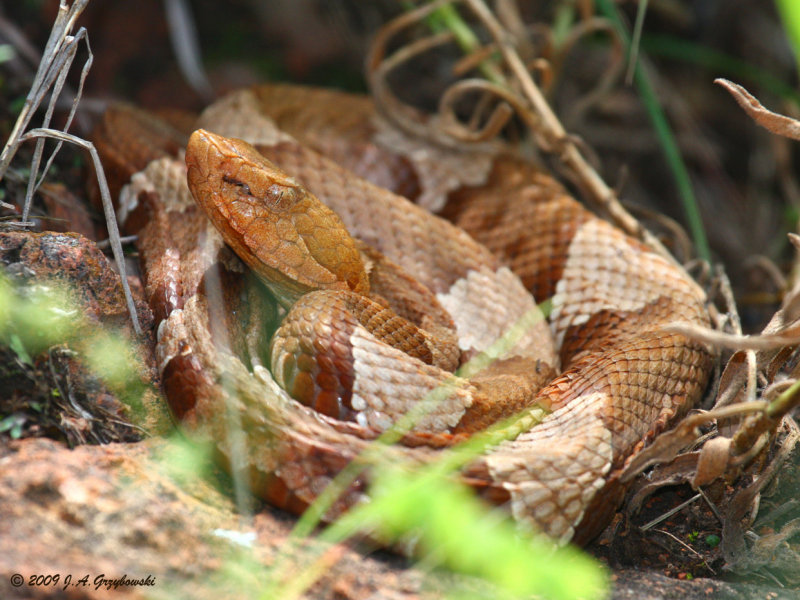 Broad-banded Copperhead (Agkistrodon laticinctus)