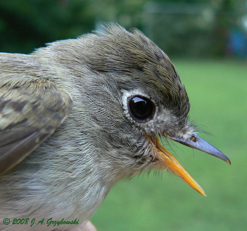 Least Flycatcher
