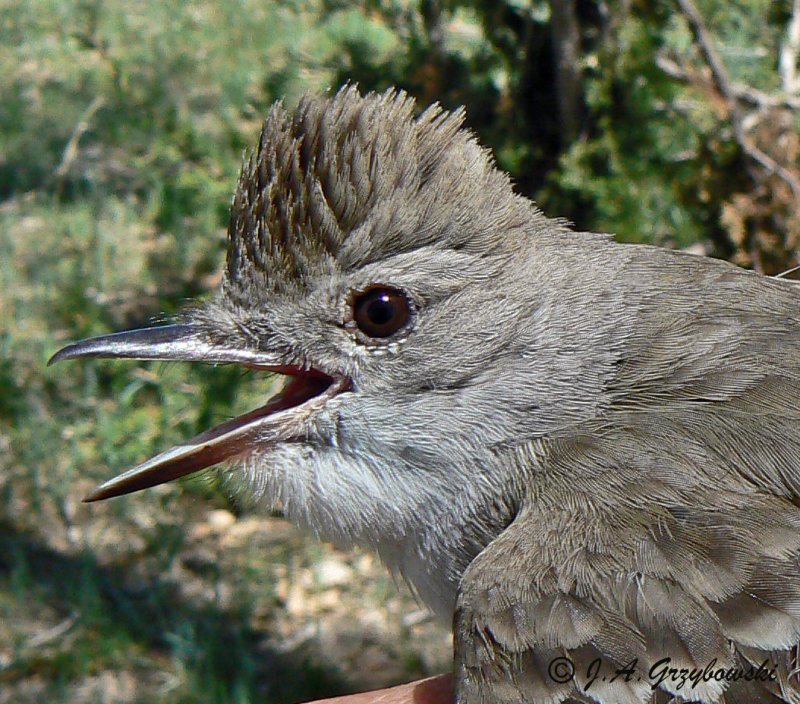 Ash-throated Flycatcher