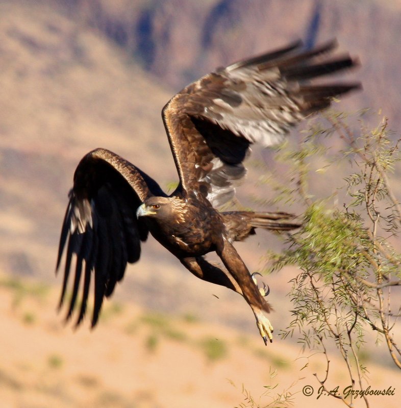 Golden Eagle