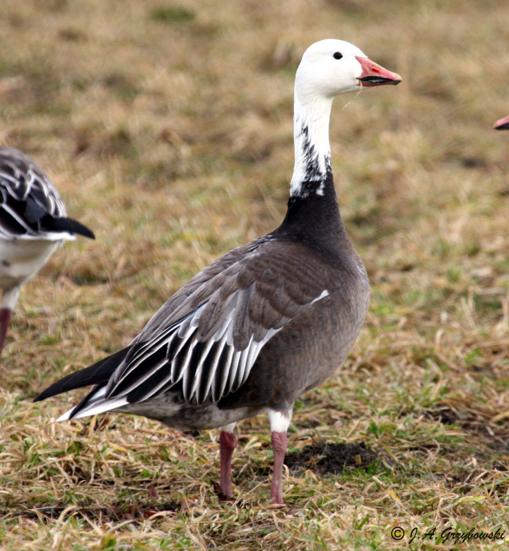 Snow Goose-blue morph