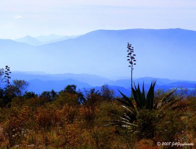 kestrel-eye view of Bioreserve in Colima, Mexico