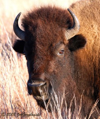 Wichita Mountains