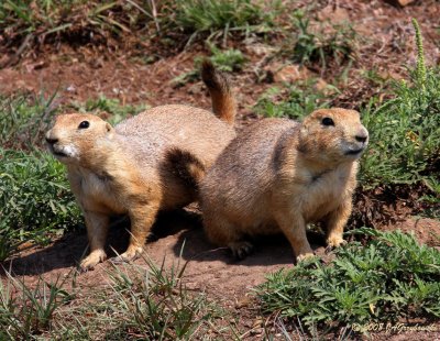 Black-tailed Prairie Dog (Cynomys ludovicianus)