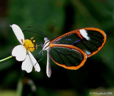 Artena Clearwing (Pteronymia artena)