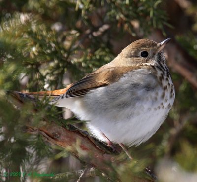 Hermit Thrush