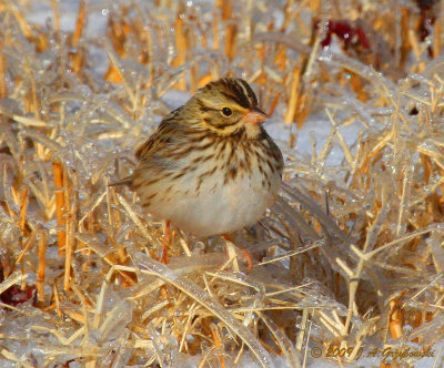 Savannah Sparrow in the ice