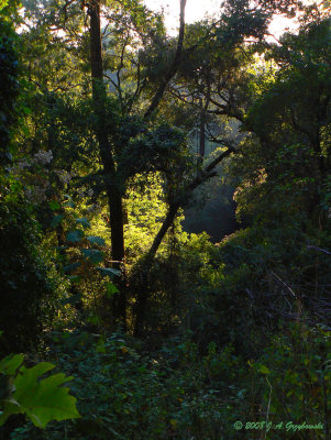 forest light, Colima