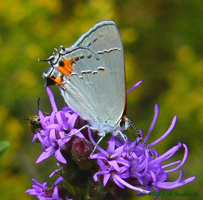 Gray Hairstreak (Strymon melinus)