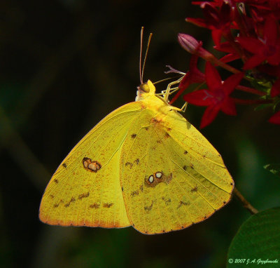 Cloudless Sulphur (Phoebis sennae)