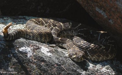 Western Diamondback (Crotalus atrox)