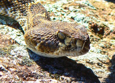 Western Diamondback (Crotalus atrox)