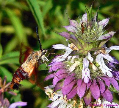 Hummingbird Clearwing (Hemaris thysbe)