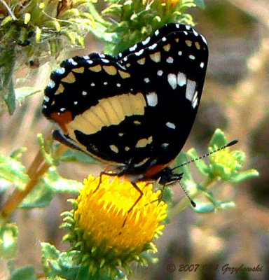 Bordered Patch (Chlosyne lacinia)