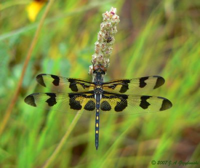 Banded Pennant (Celithemis fasciata)