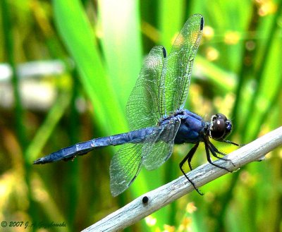 Slaty Skimmer-male (Libellula incesta)