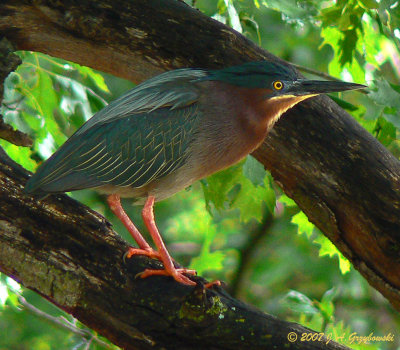 Green Heron (Butorides striatus)