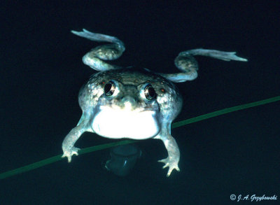 Plains Spadefoot (Spea bombifrons)