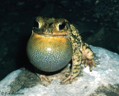 Gulf Coast Toad (Ollotis nebulifer)