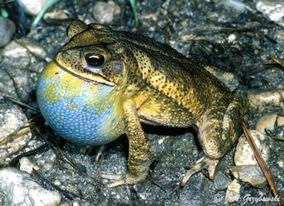 Gulf Coast Toad (Ollotis nebulifer)