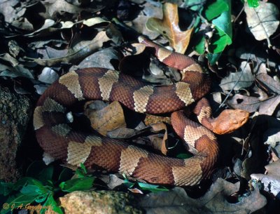 Broad-banded Copperhead (Agkistrodon laticinctus)