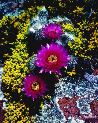 Echinocereus baileyi