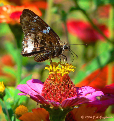 Arizona Skipper (Codatractus arizonensis)