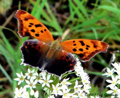 Question Mark (Polygonia interrogationis)