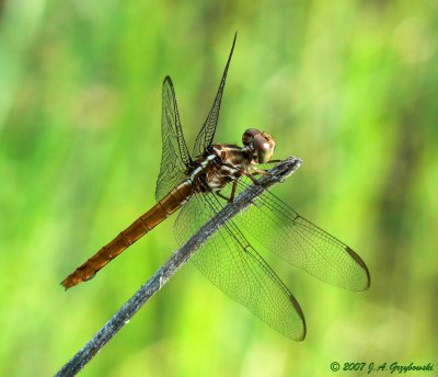 Roseate Skimmer-female (Orthemis ferruginea)