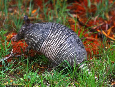 Nine-banded Armadillo (Dasypus novemcinctus)