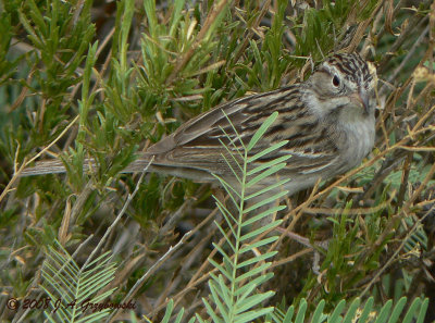 Timberline Sparrow