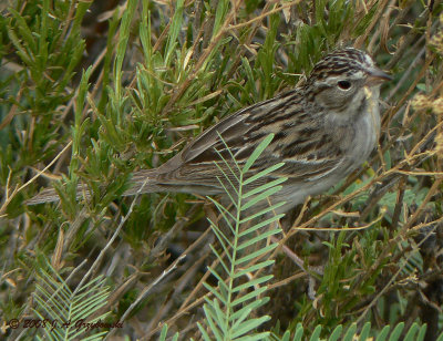 Timberline Sparrow P1110706
