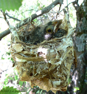 Brown-headed Cowbird chick in Black-capped Vireo nest