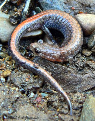Southern Red-backed Salamander (Plethodon serratus)