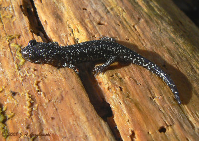 Sequoyah Slimy Salamander (Plethodon sequoyah)