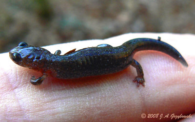 Smallmouth Salamander (Ambystoma texanum)