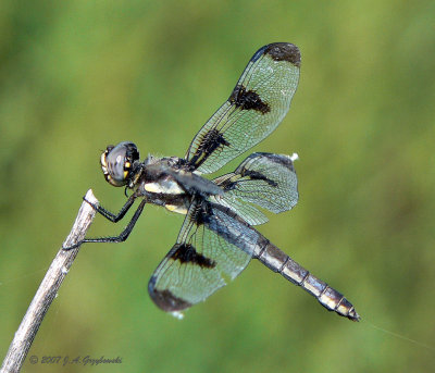 Twelve-spotted Skimmer (Libellula pulchella)