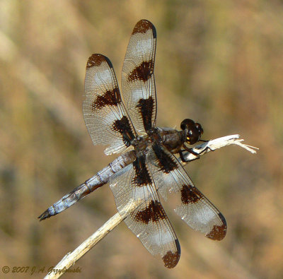 Twelve-spotted Skimmer (Libellula pulchella)