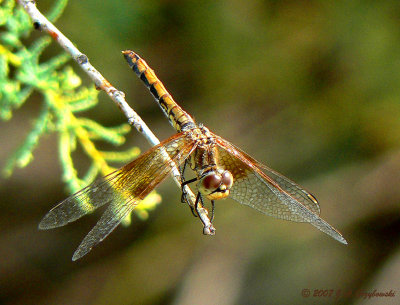 Band-winged Meadowhawk  (Sympetrum semicinctum)