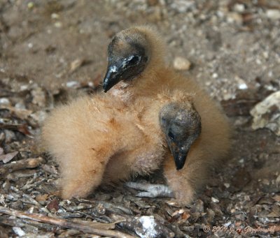 Black Vulture chicks