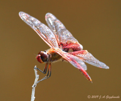 Red Saddlebags (Tramea onusta)