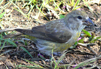 Red Crossbill