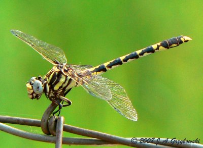 Common Sanddragon (Progomphus obscurus)